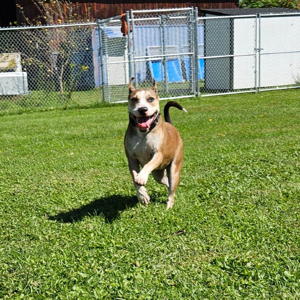 Enlarge Rya, a Adoptable Mixed Breed in Oneonta, NY image 6/6