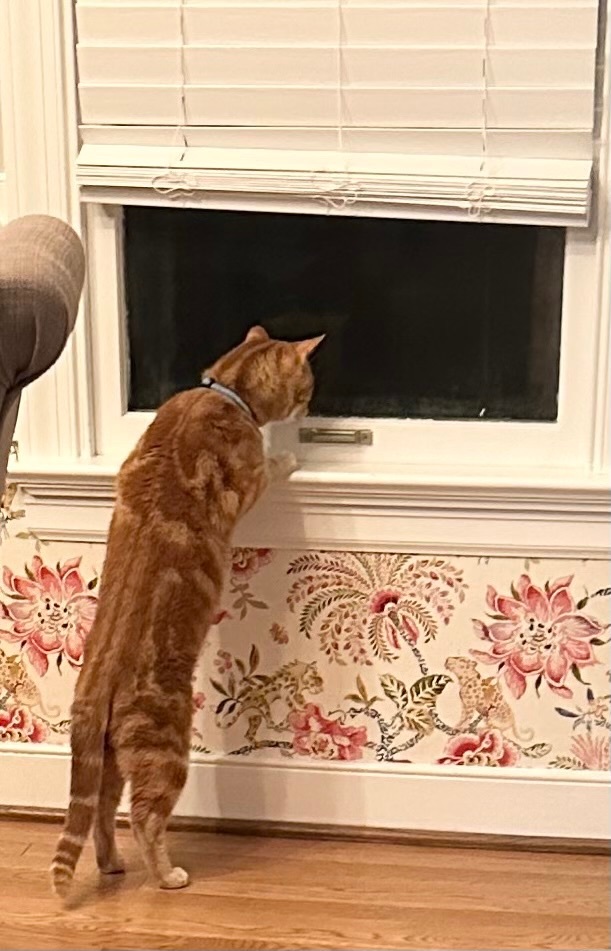 Chuck, a Adopted Domestic Short Hair in Richmond, VA image 1/4