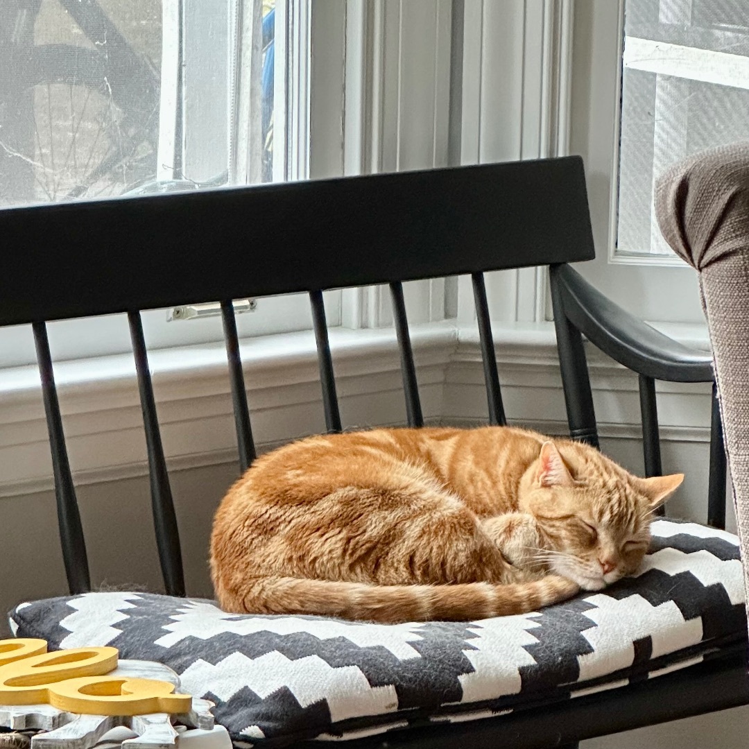 Chuck, a Adopted Domestic Short Hair in Richmond, VA image 2/4