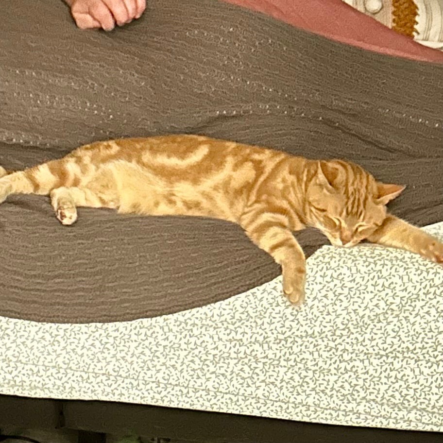 Chuck, a Adopted Domestic Short Hair in Richmond, VA image 3/4