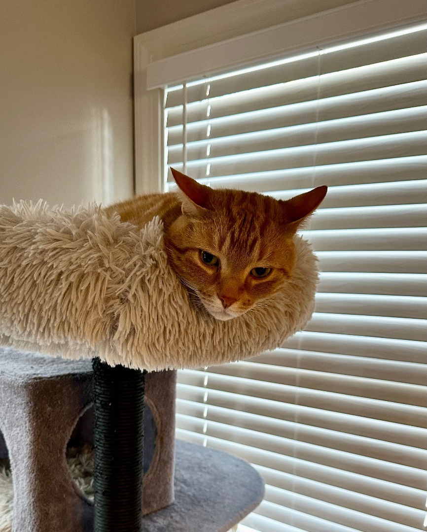 Chuck, a Adopted Domestic Short Hair in Richmond, VA image 4/4