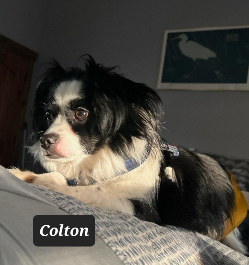 Colton, Adoptable, Young Male Papillon.