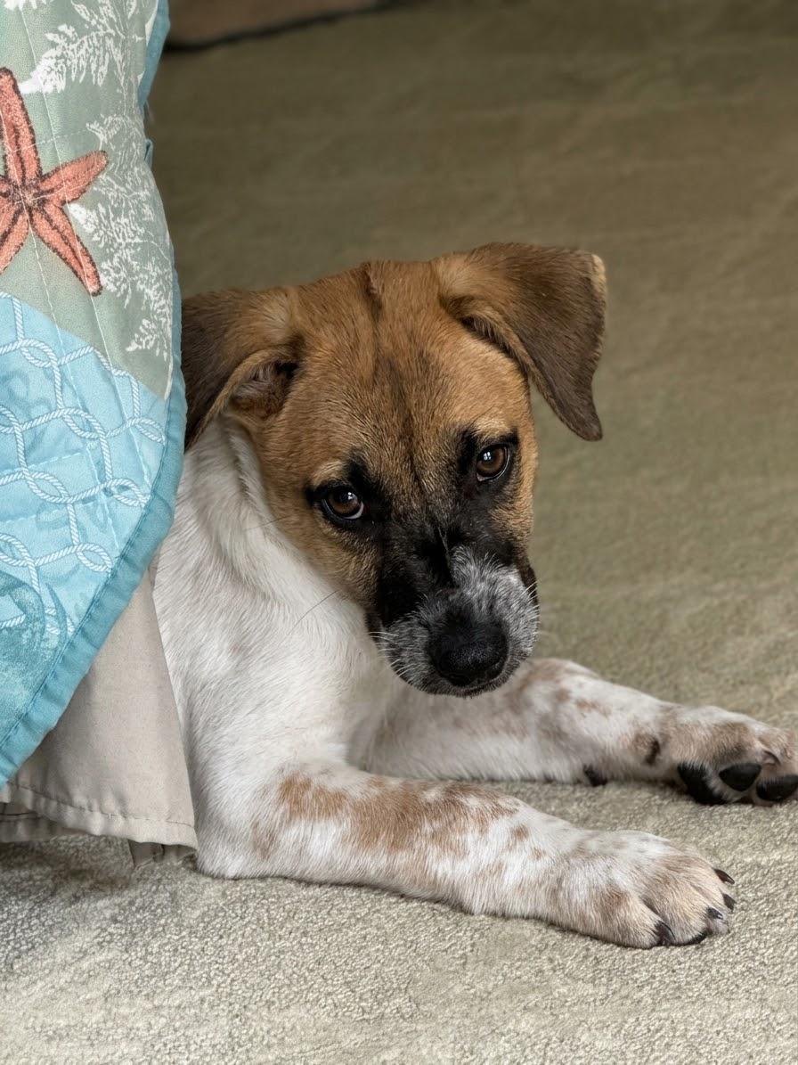 Enlarge Rafa, a Adoptable mixed breed in Glen arm , MD image 4/6