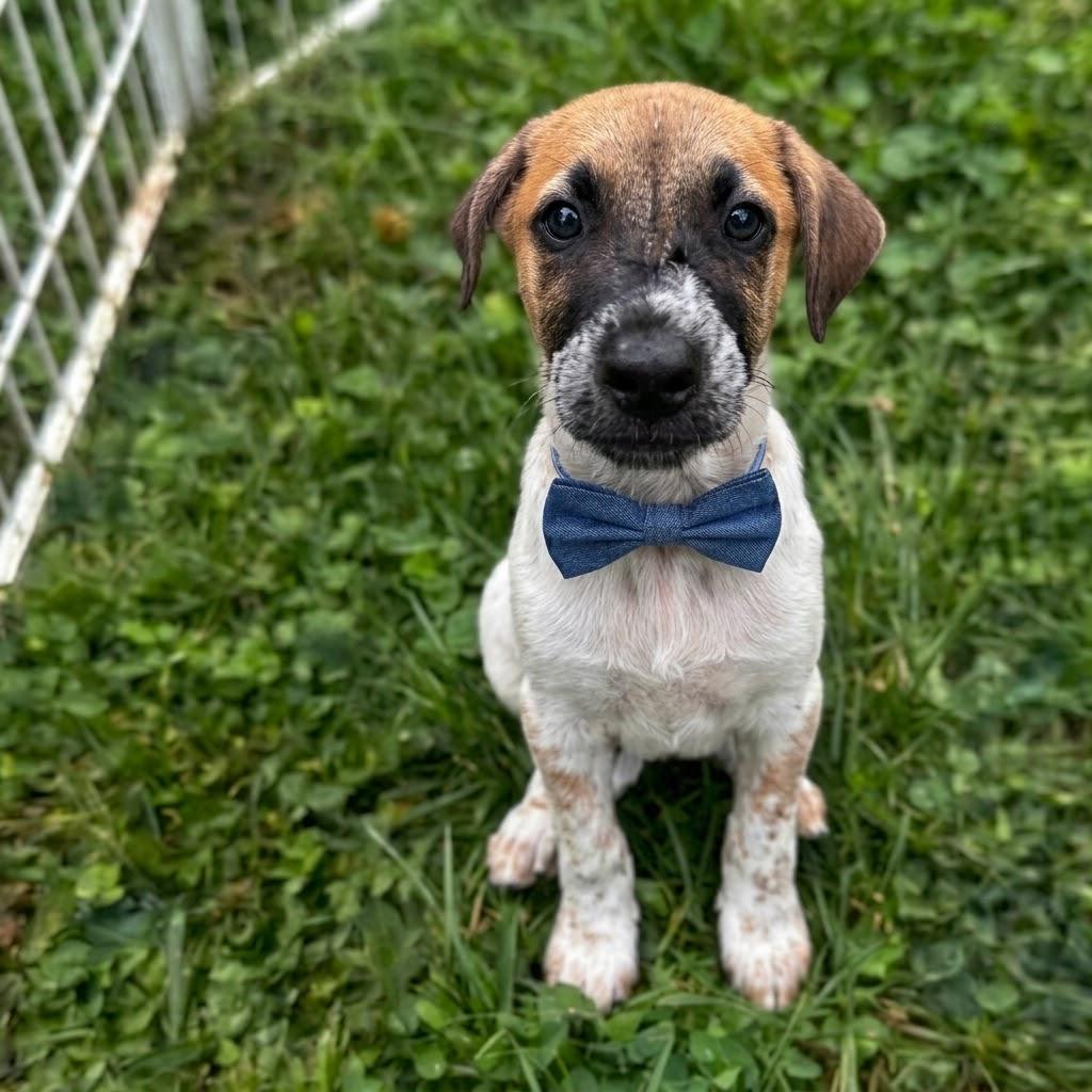Enlarge Rafa, a Adoptable mixed breed in Glen arm , MD image 2/6