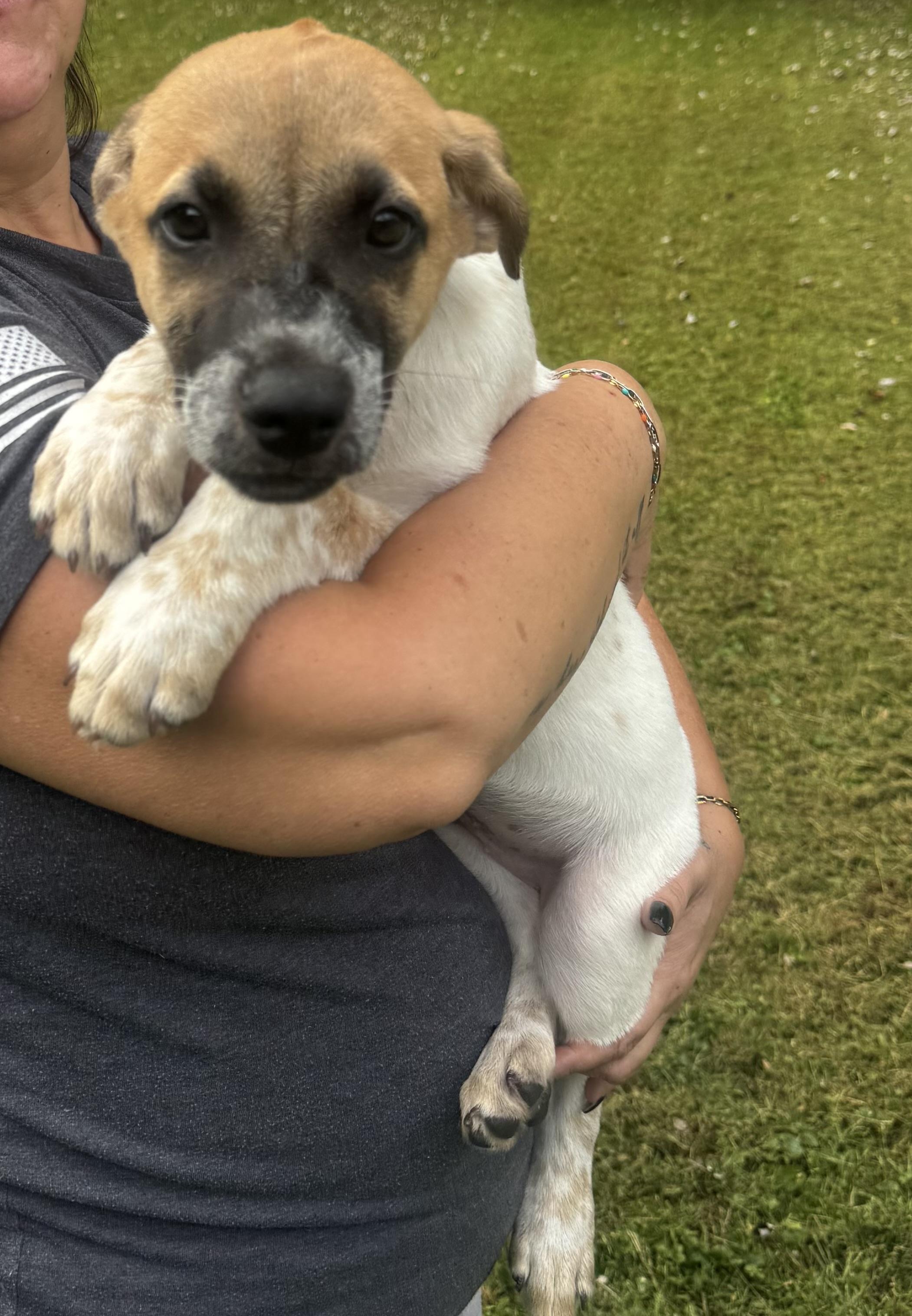 Enlarge Rafa, a Adoptable mixed breed in Glen arm , MD image 1/6