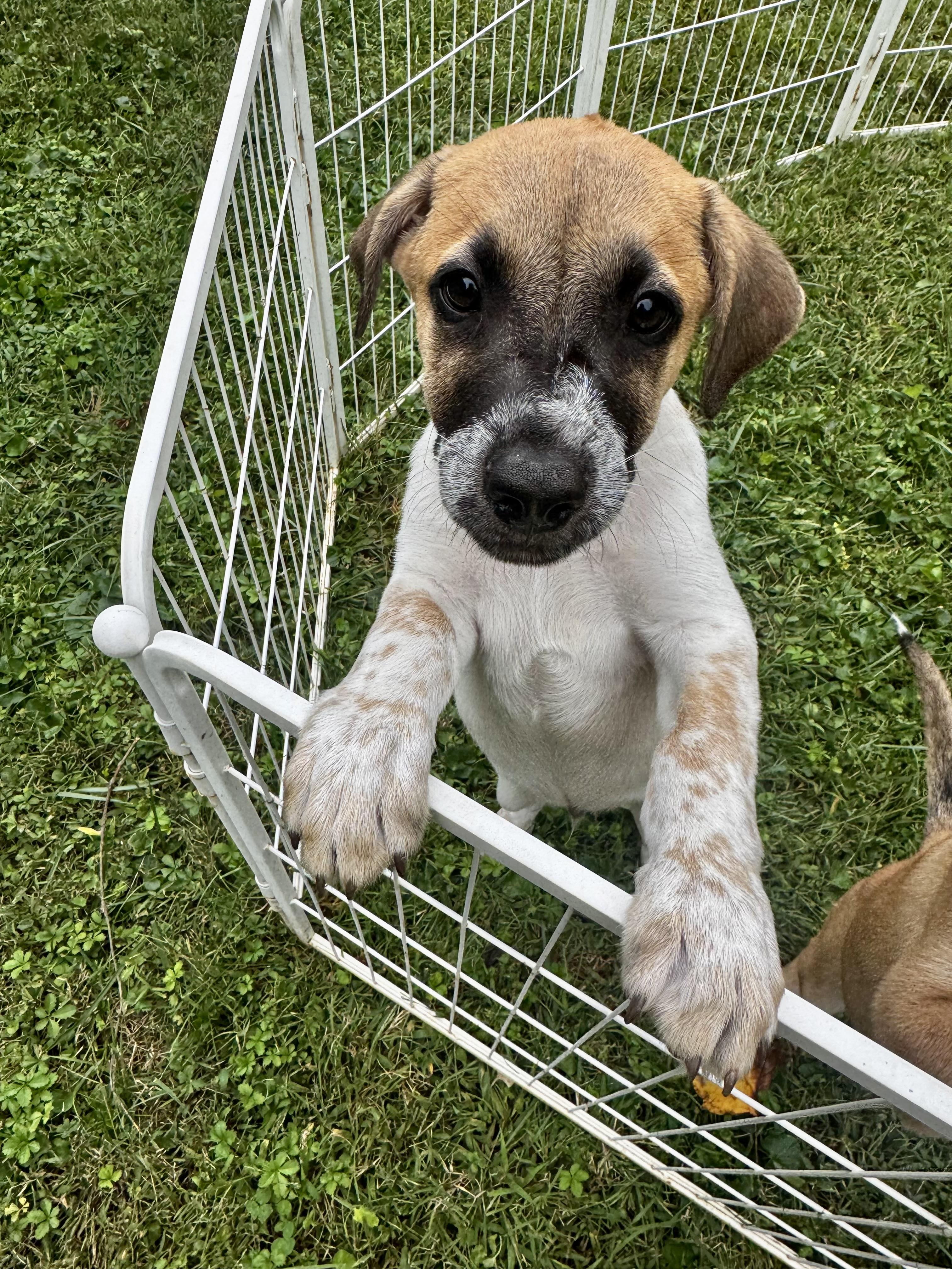 Enlarge Rafa, a Adoptable mixed breed in Glen arm , MD image 3/6