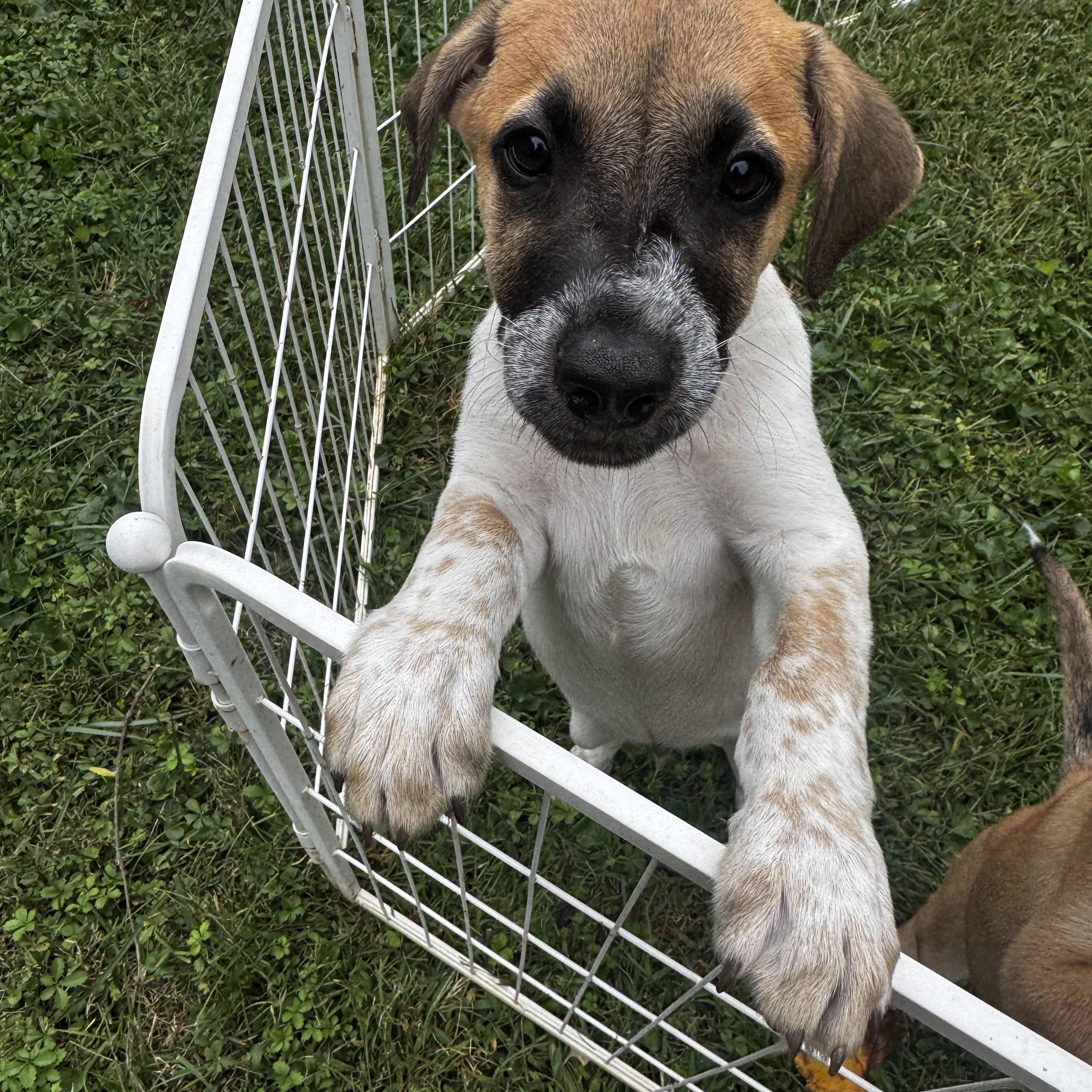 Enlarge Rafa, a Adoptable mixed breed in Glen arm , MD image 6/6