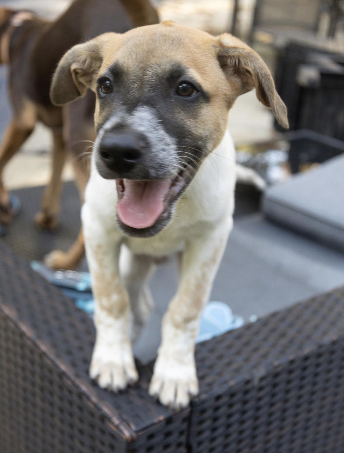 Rafa, Adoptable, Puppy Male Cattle Dog & Rhodesian Ridgeback.