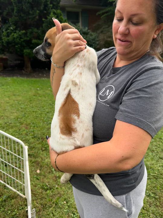 Enlarge Rafa, a Adoptable mixed breed in Glen arm , MD video 5/6