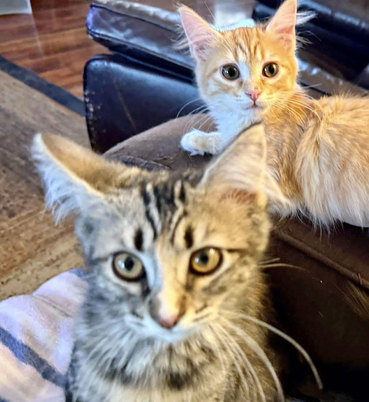 Lily (bonded with Fiona), Adopted, Kitten Female Domestic Long Hair & Calico.