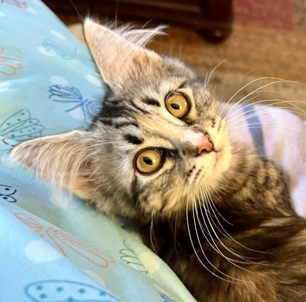 Enlarge Fiona (bonded with Lily), a Adoptable Domestic Long Hair in Antioch, CA image 2/3