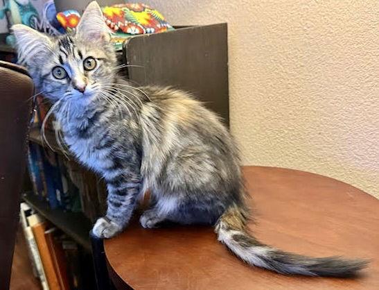 Enlarge Fiona (bonded with Lily), a Adoptable Domestic Long Hair in Antioch, CA image 3/3