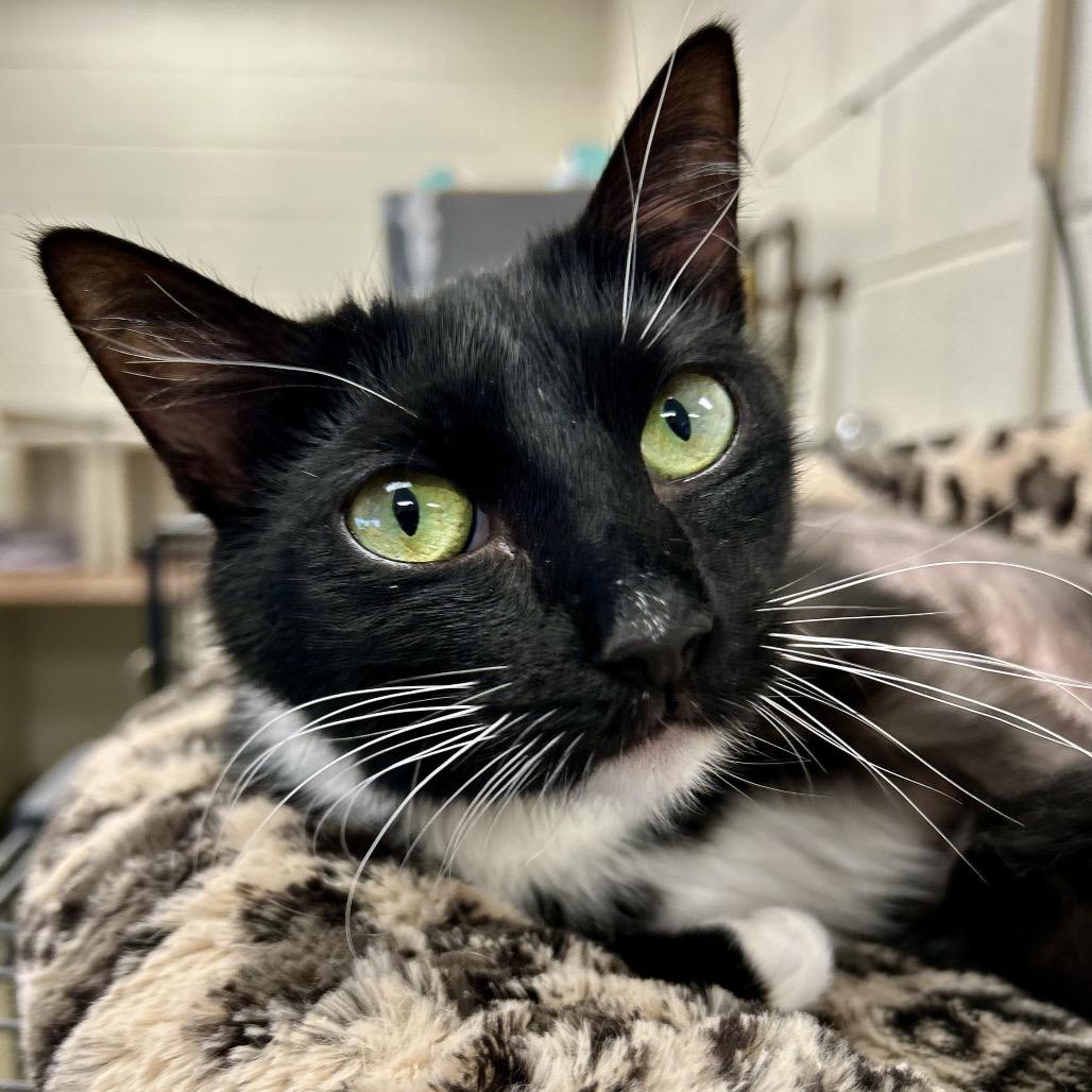 Pippa, Adoptable, Adult Female Domestic Short Hair.