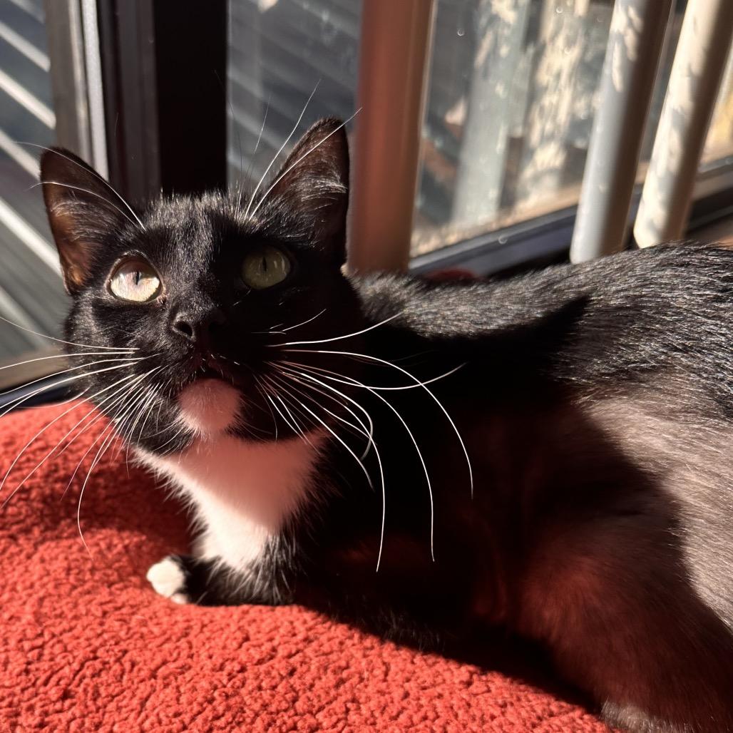 Pippa, a Adoptable Domestic Short Hair in Rocky Mount, VA image 2/5