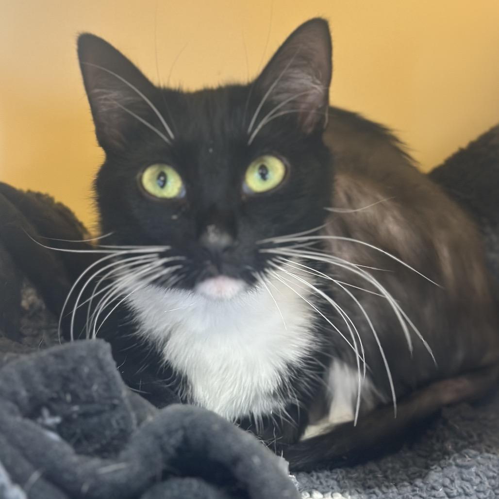 Pippa, a Adoptable Domestic Short Hair in Rocky Mount, VA image 3/5