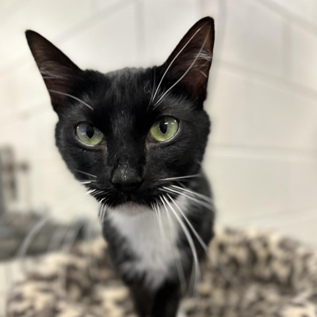 Pippa, a Adoptable Domestic Short Hair in Rocky Mount, VA image 4/5