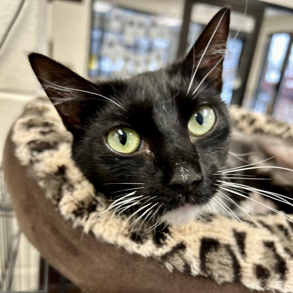 Pippa, a Adoptable Domestic Short Hair in Rocky Mount, VA image 5/5