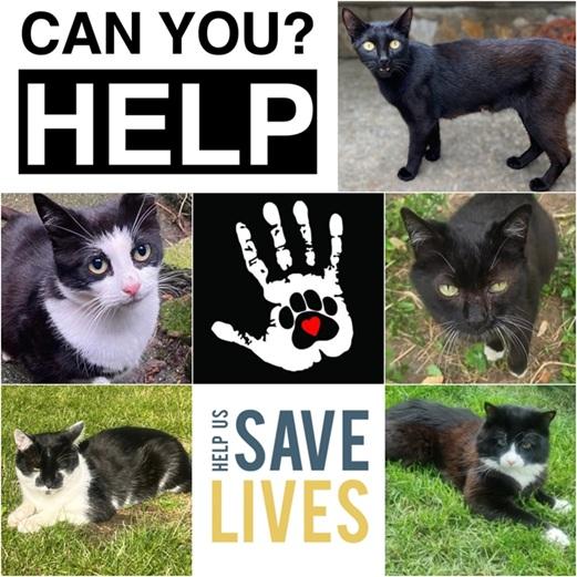 Enlarge PLEASE FOSTER!, a Adoptable Domestic Short Hair in Hamilton, ON image 1/1