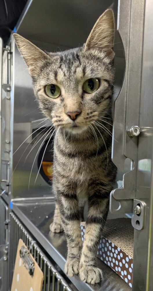 Sugar Plum, Adoptable, Adult Female Domestic Short Hair.