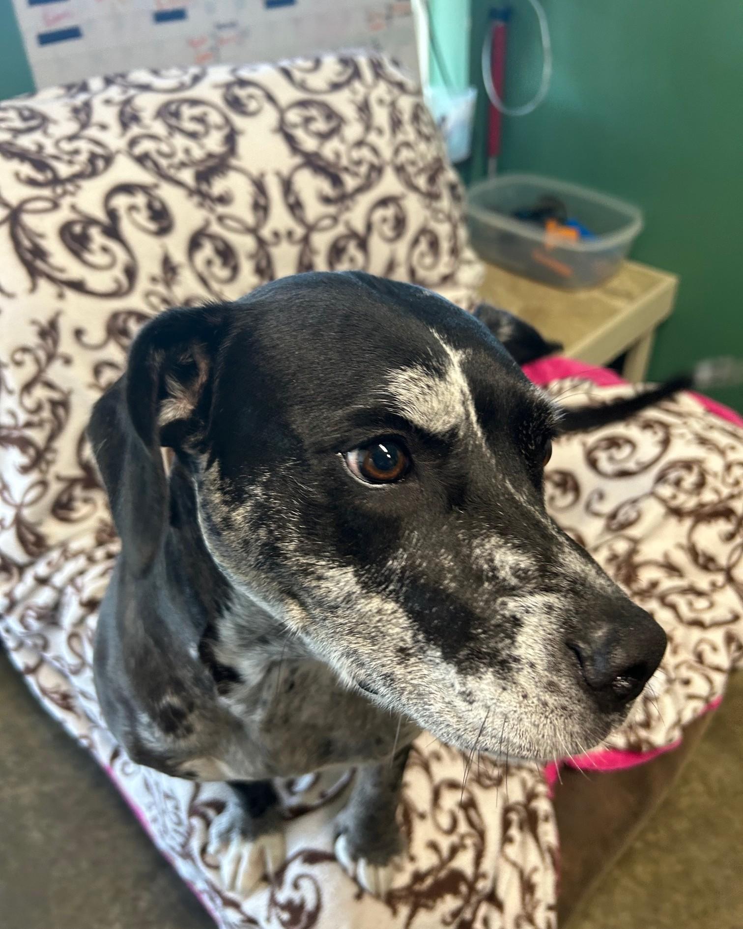 Oreo, Adoptable, Adult Female Mixed Breed.