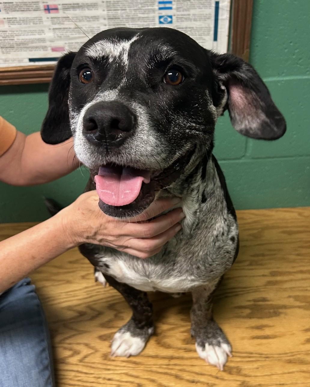 Enlarge Oreo, a Adoptable Mixed Breed in Seneca, PA image 3/3