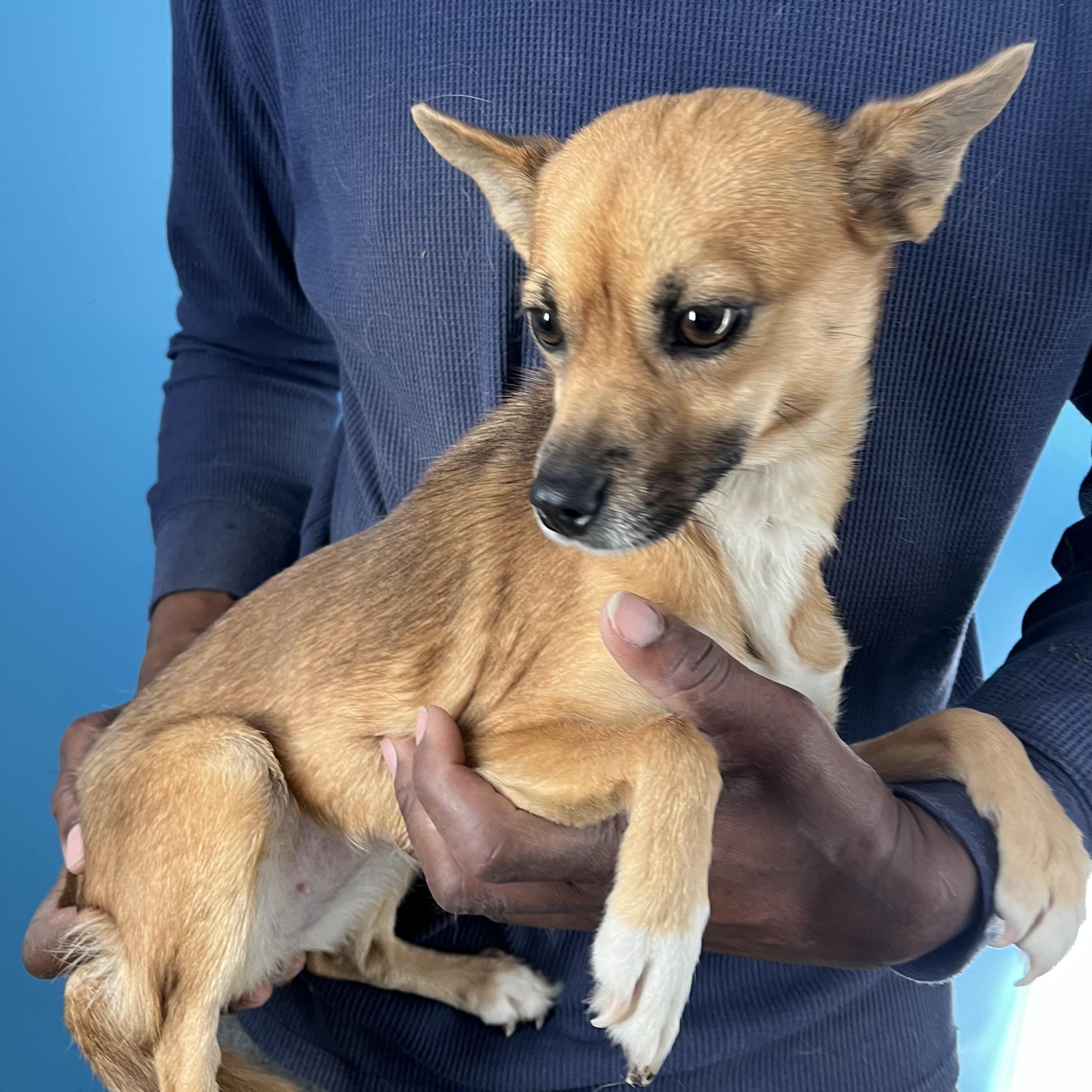 Gracie  Local February thumbnail 2