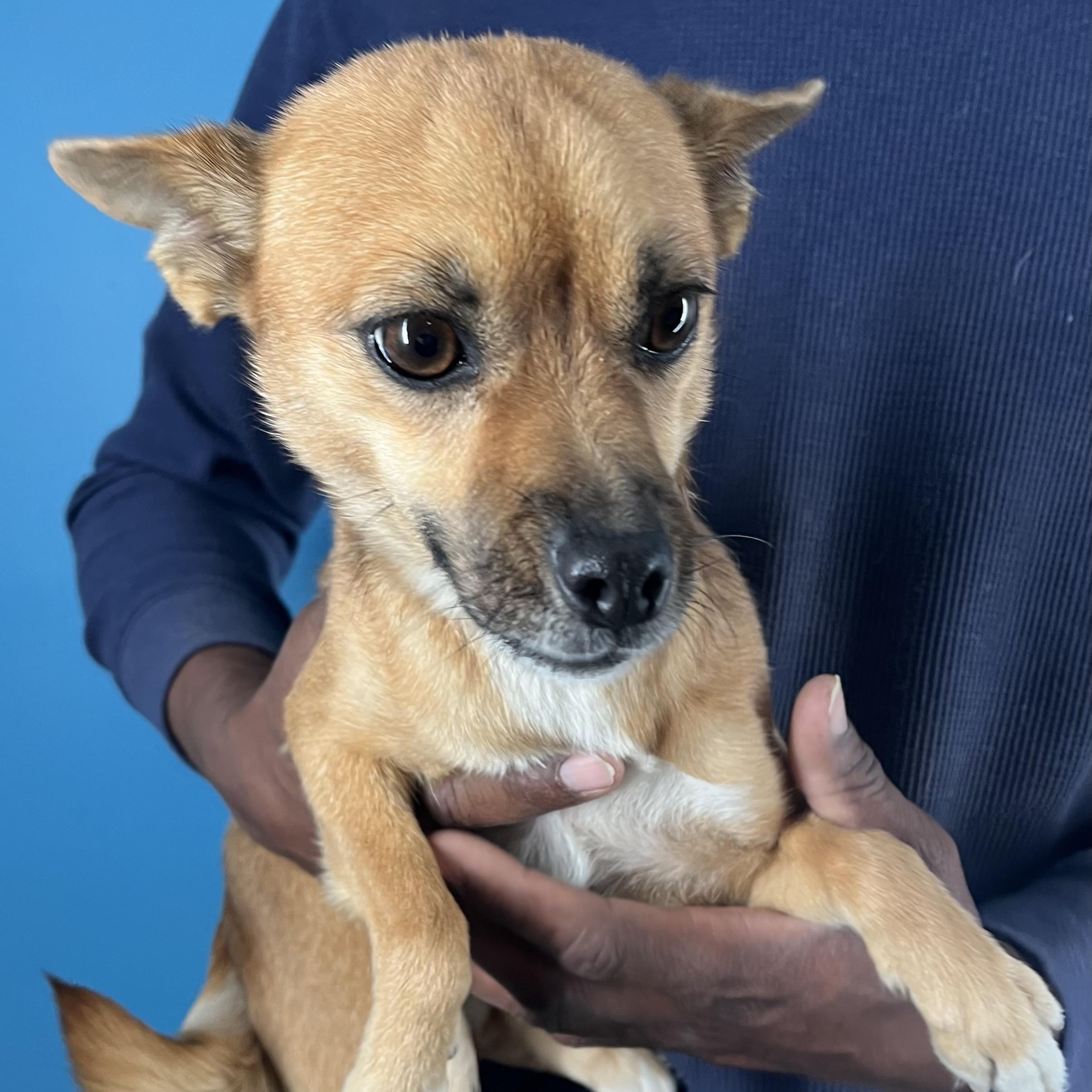 Gracie  Local February thumbnail 3