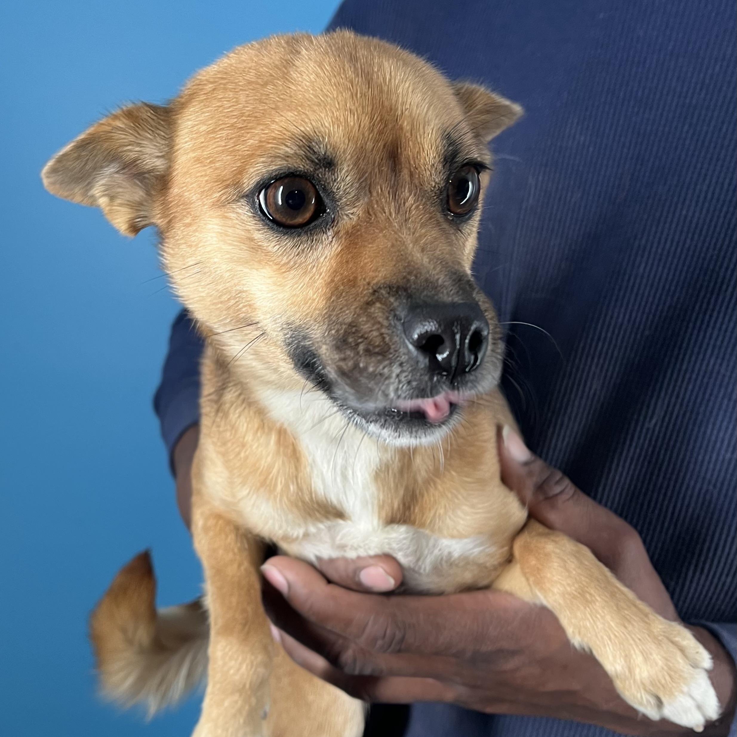 Gracie  Local February thumbnail 4