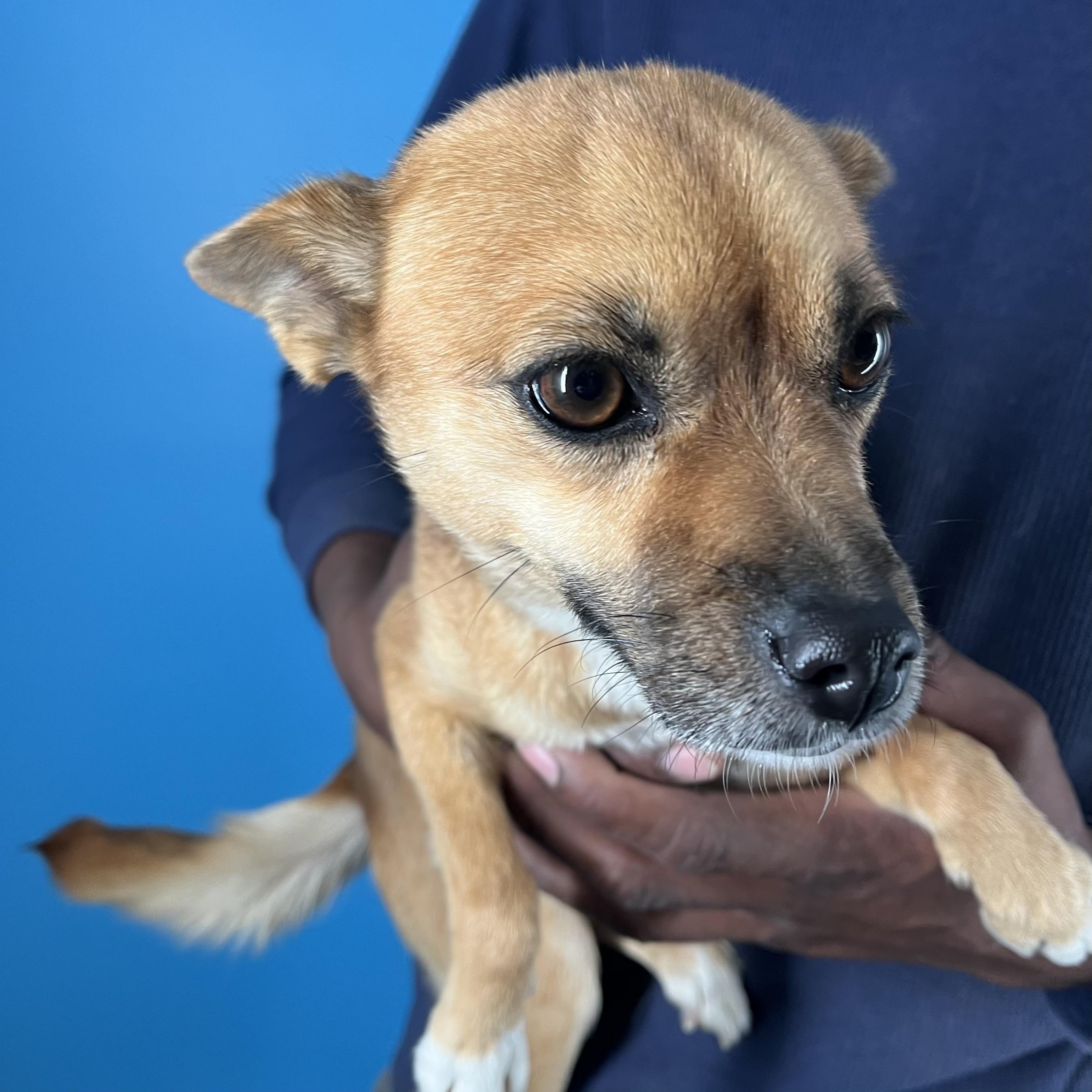 Gracie  Local February thumbnail 5