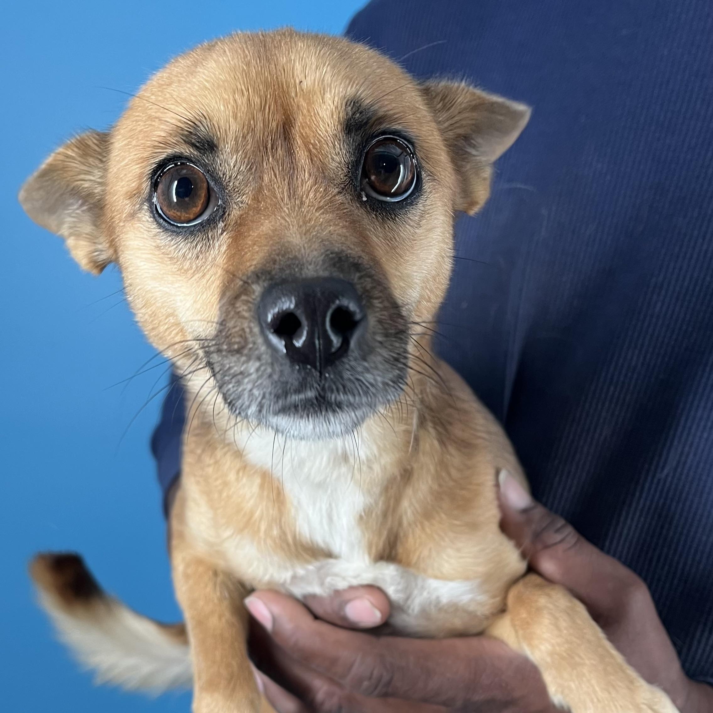 Gracie  Local February