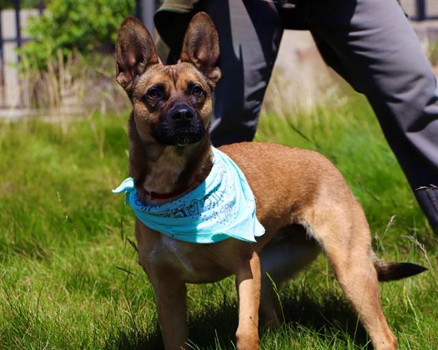 MEEKA, Adoptable, Young Female French Bulldog & Belgian Shepherd / Malinois.