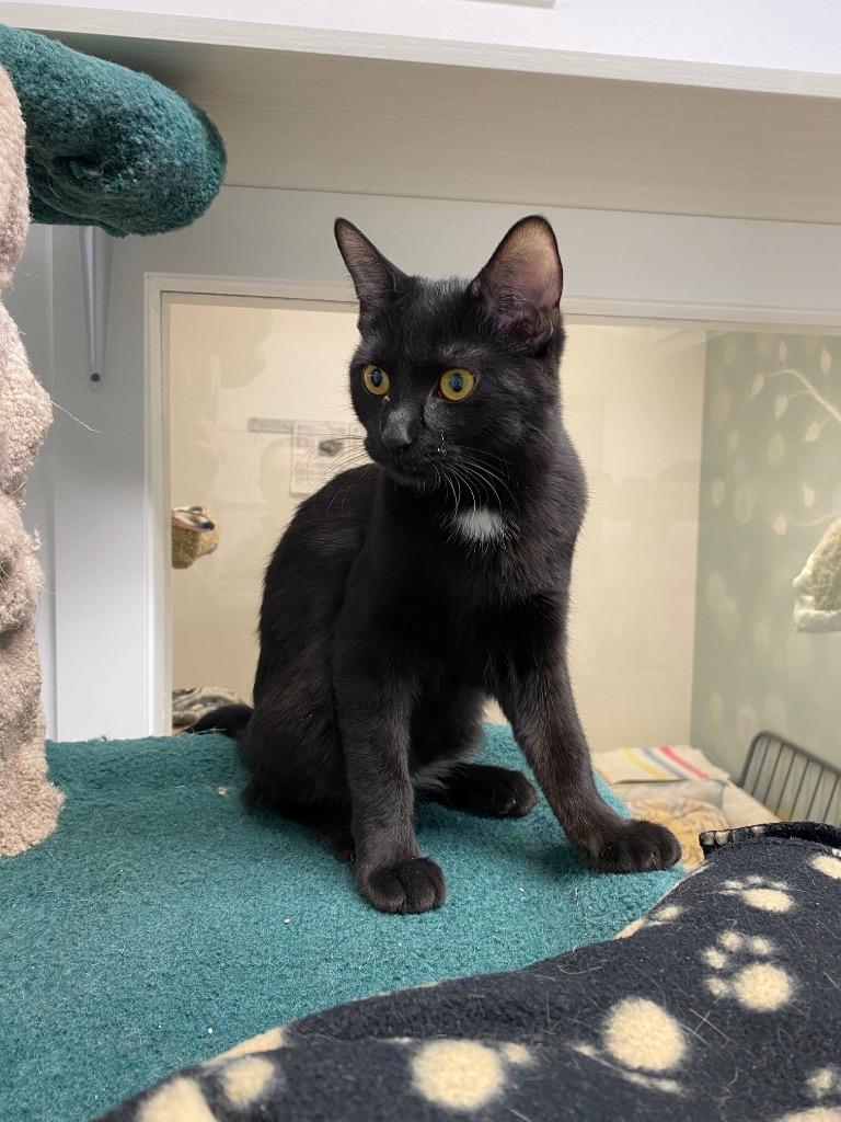 Dublin, Adoptable, Young Female Domestic Short Hair.