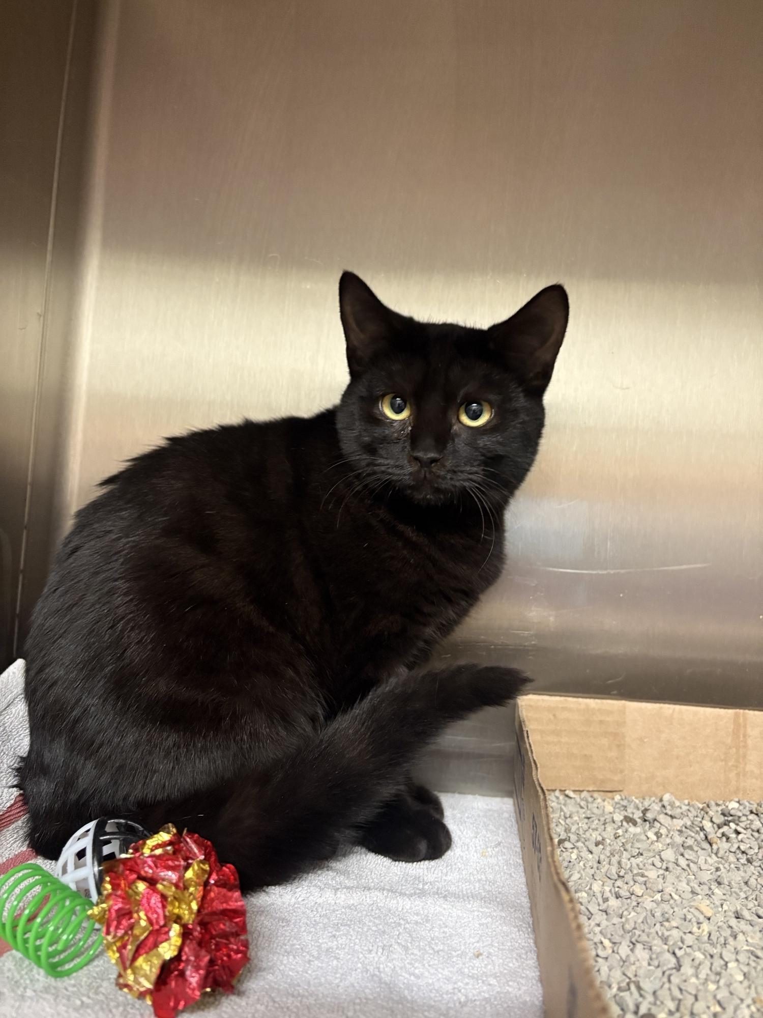 Mario, Adoptable, Young Male Domestic Short Hair.