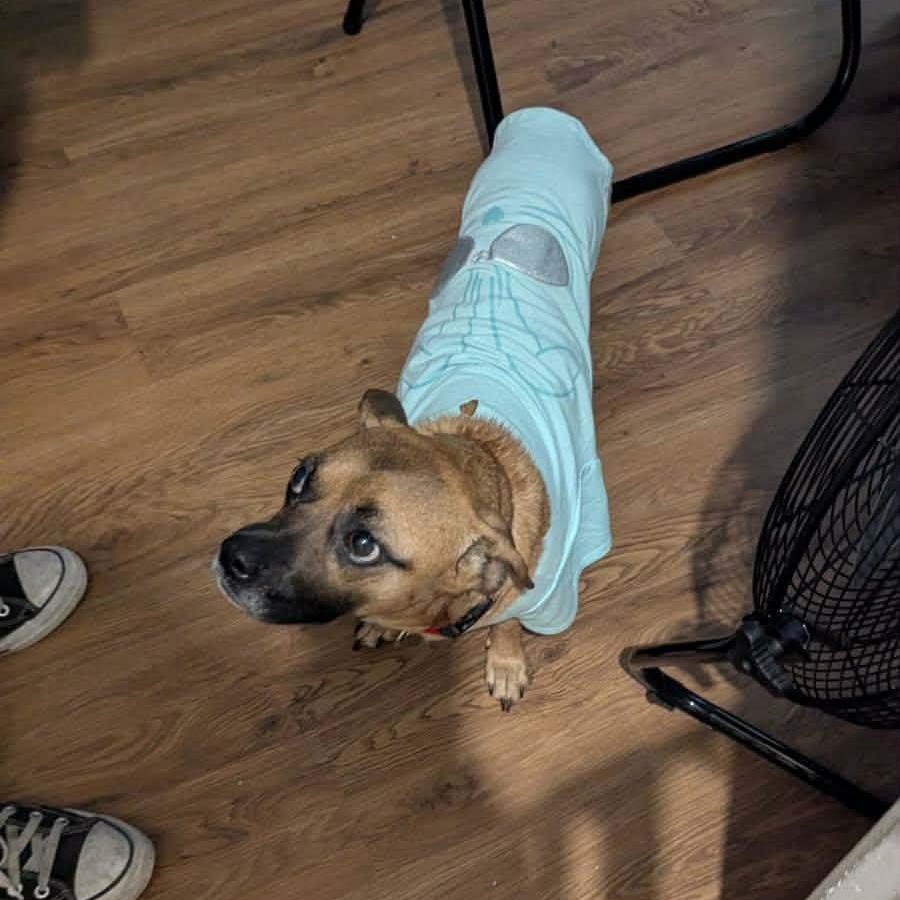 Enlarge Sorrel, an adopted mixed breed in Williston, VT image 5/6