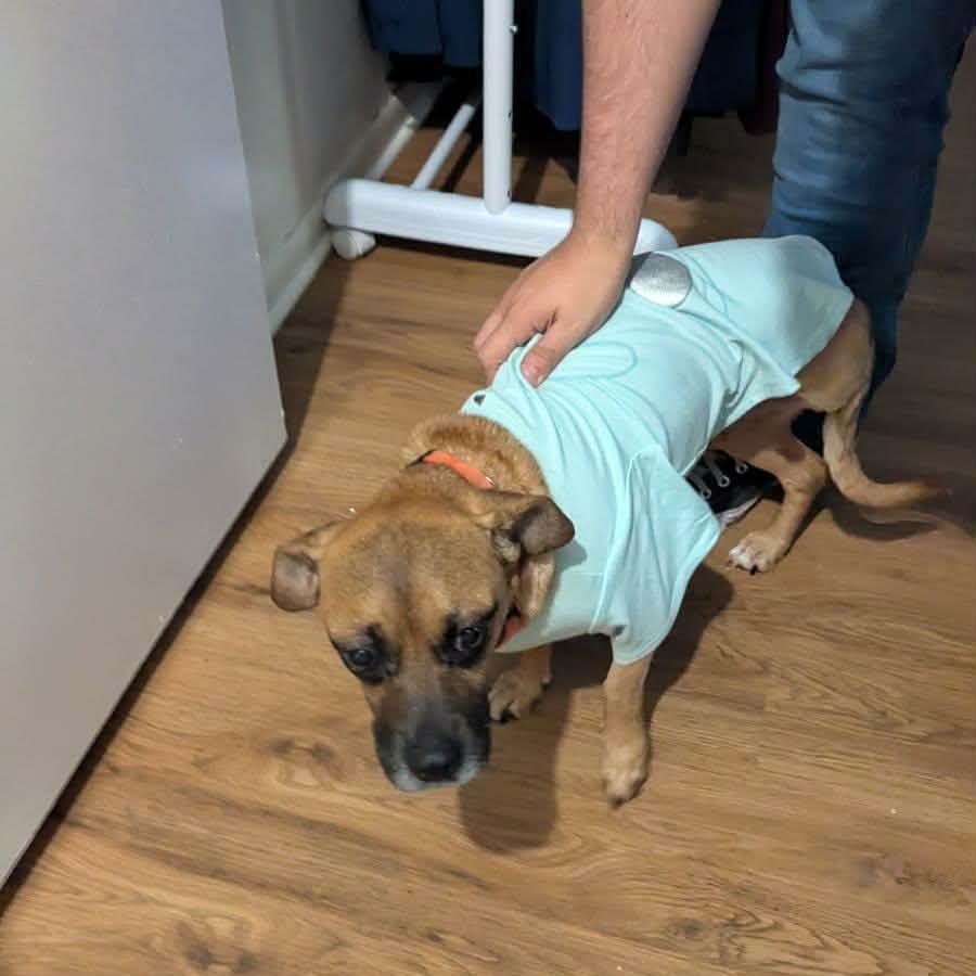 Enlarge Sorrel, an adopted mixed breed in Williston, VT image 6/6