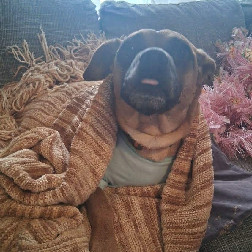 Enlarge Sorrel, an adopted mixed breed in Williston, VT image 3/6