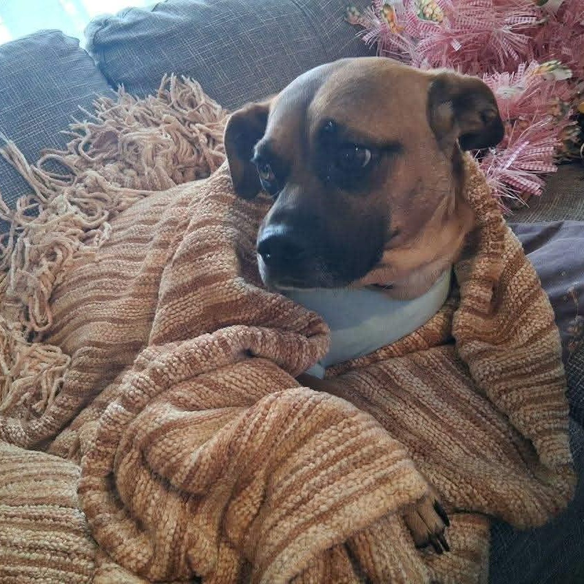 Enlarge Sorrel, an adopted mixed breed in Williston, VT image 2/6