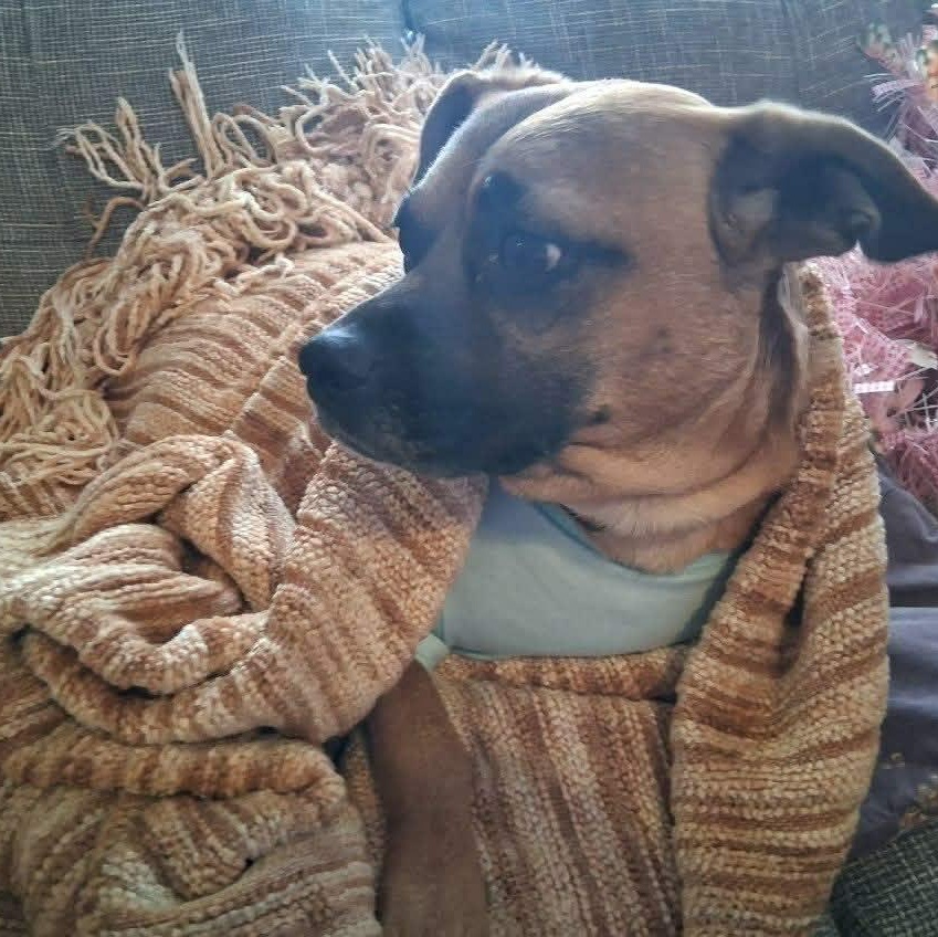 Enlarge Sorrel, an adopted mixed breed in Williston, VT image 4/6