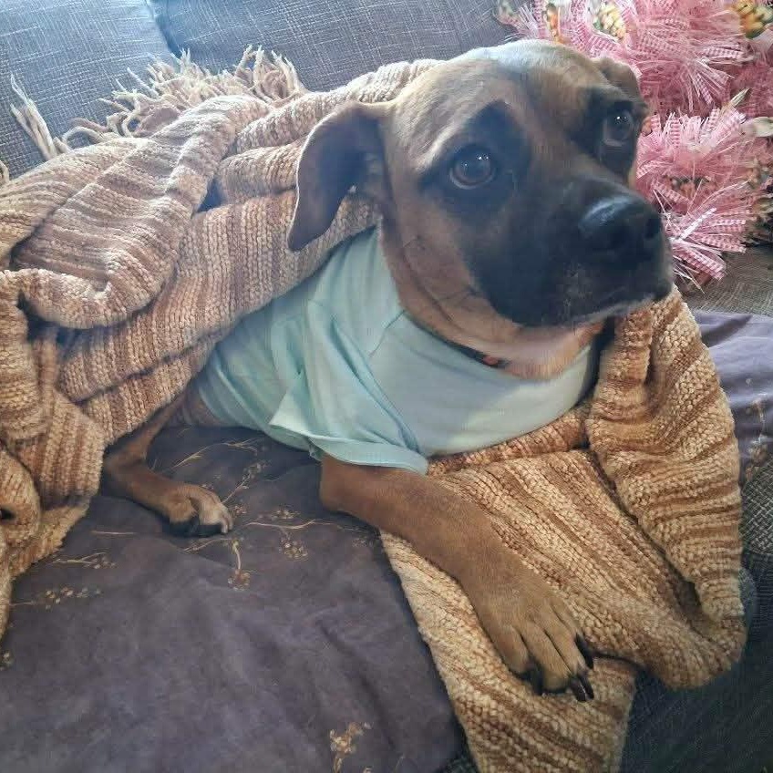 Sorrel, adopted, Young Female Pug.