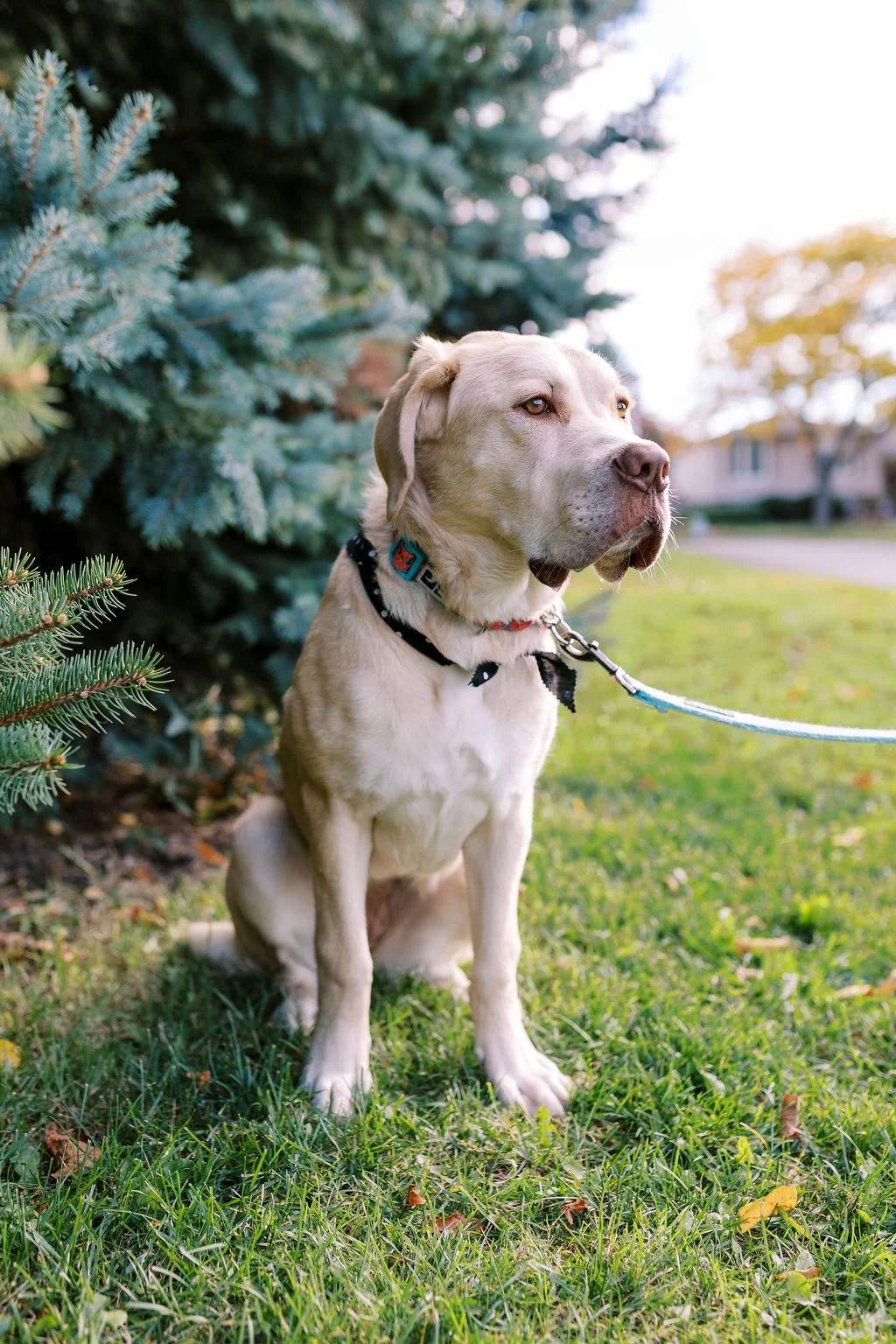 Enlarge MILEY, a ADOPTABLE Mixed Breed in North York, ON image 3/6