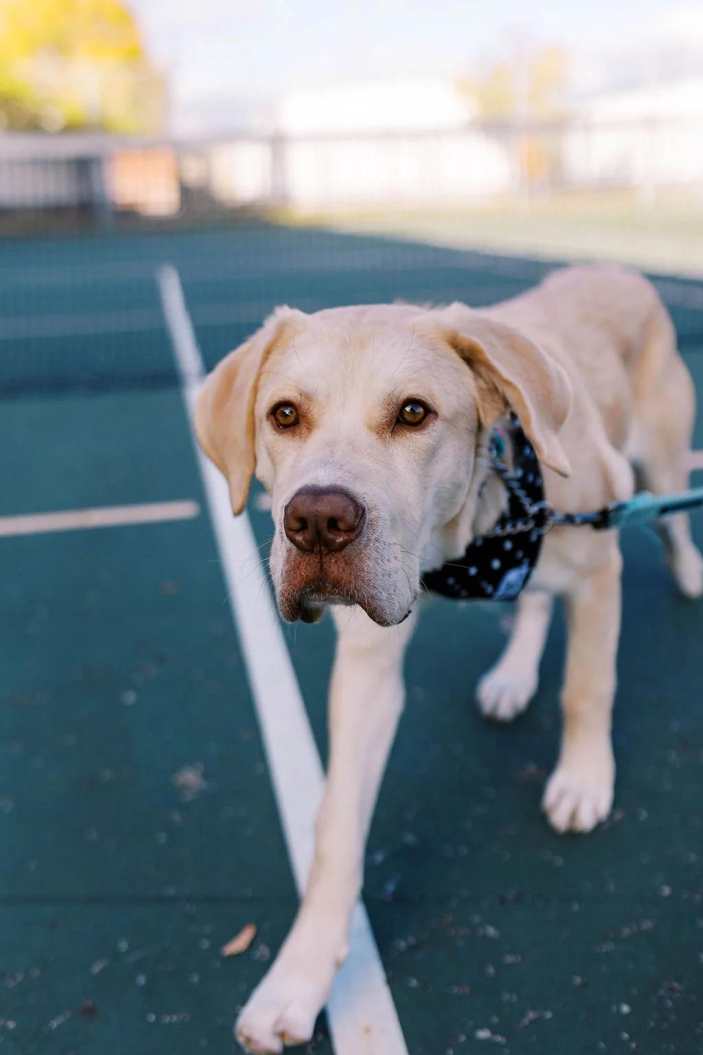 Enlarge MILEY, a ADOPTABLE Mixed Breed in North York, ON image 5/6
