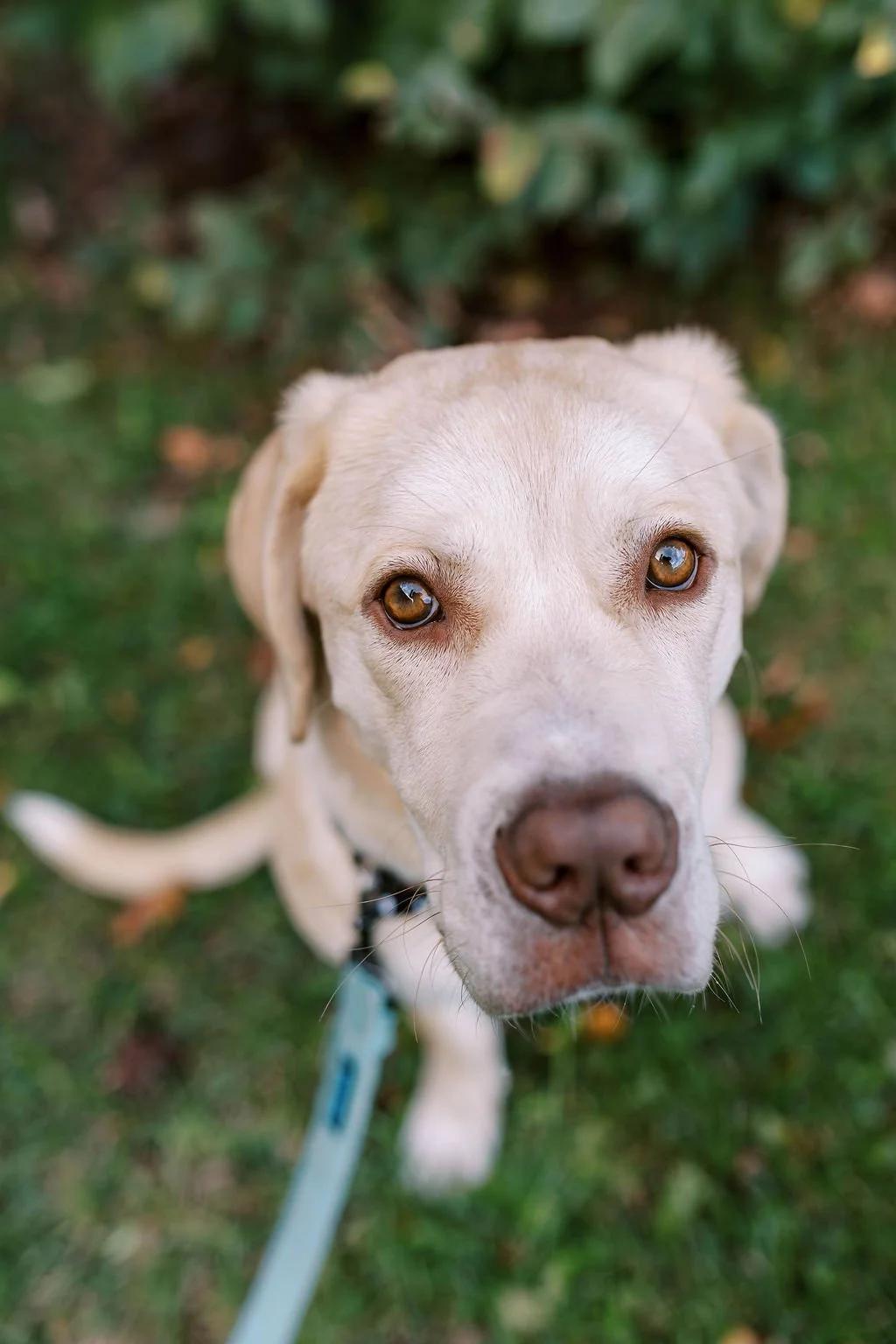MILEY, ADOPTABLE, Young Female Mixed Breed.
