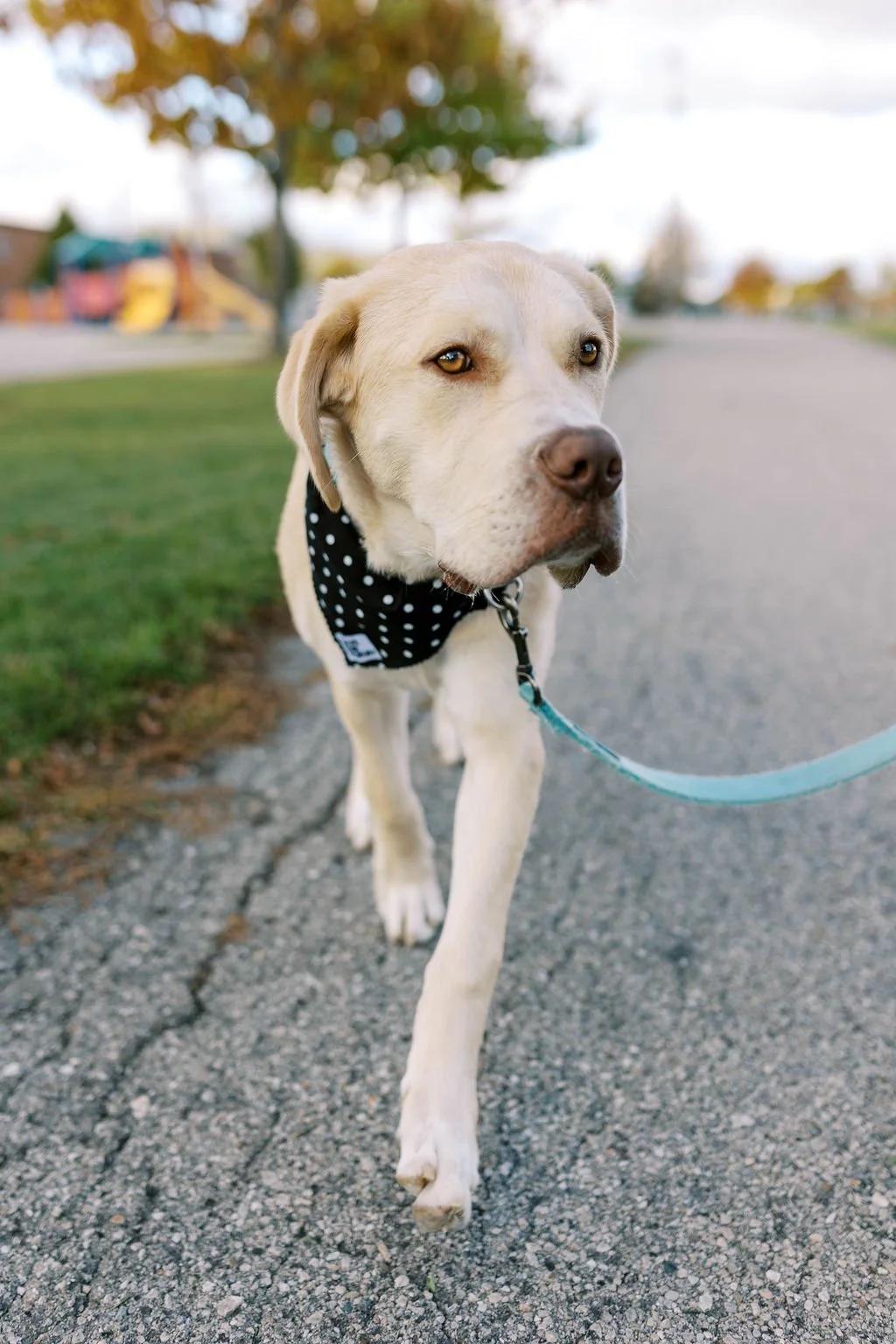 Enlarge MILEY, a ADOPTABLE Mixed Breed in North York, ON image 4/6
