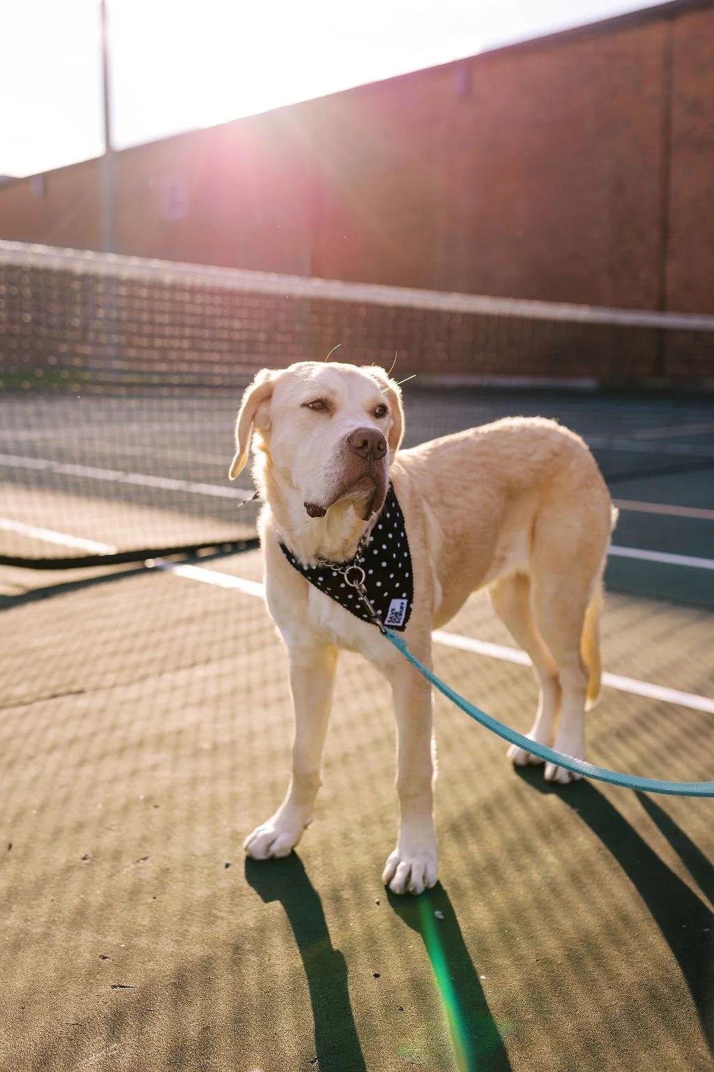 Enlarge MILEY, a ADOPTABLE Mixed Breed in North York, ON image 2/6