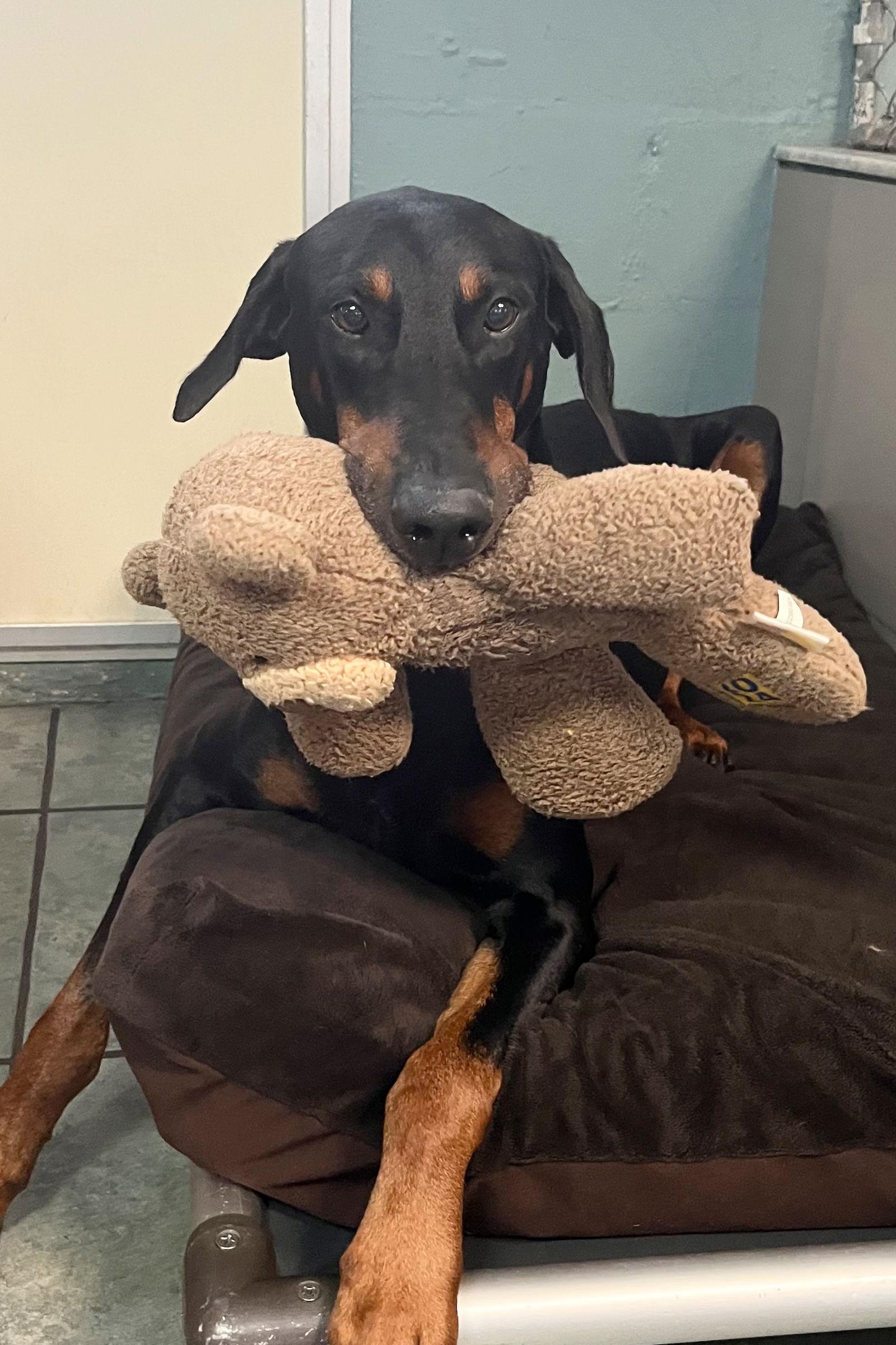 Apollo 3512, Adoptable, Young Male Doberman Pinscher.