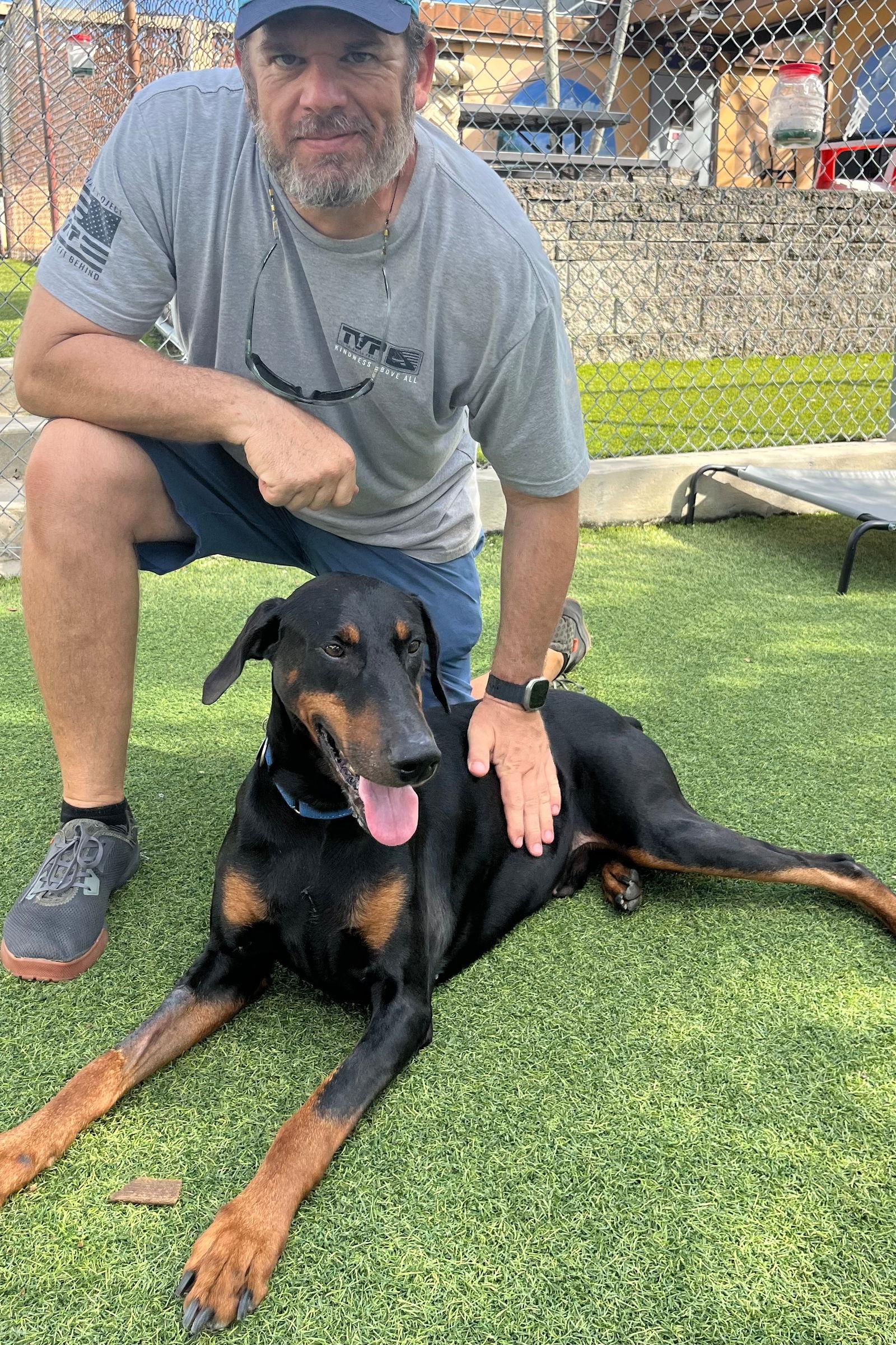 Apollo 3512, Adoptable, Young Male Doberman Pinscher.