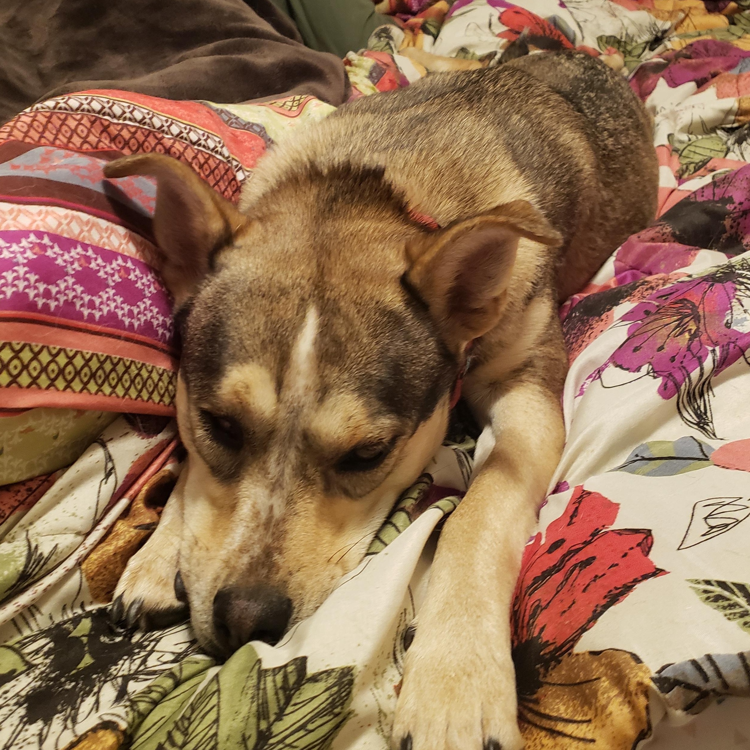 Enlarge Loupita, an adopted mixed breed in Steamboat Springs, CO image 6/6