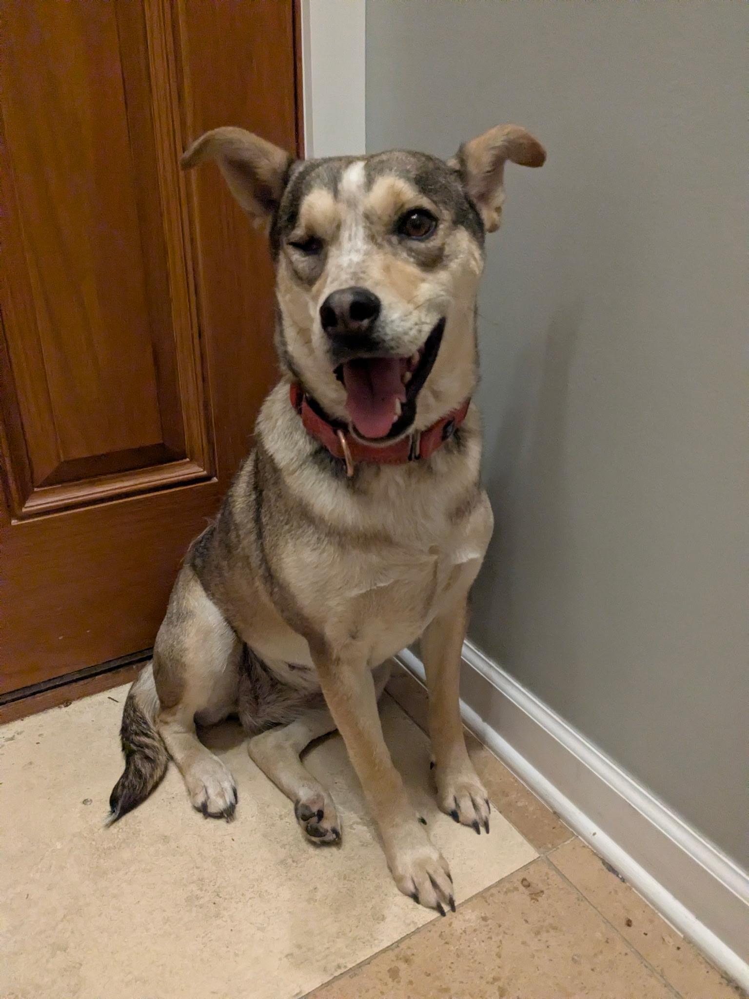 Loupita, adopted, Adult Female Shepherd & Cattle Dog.