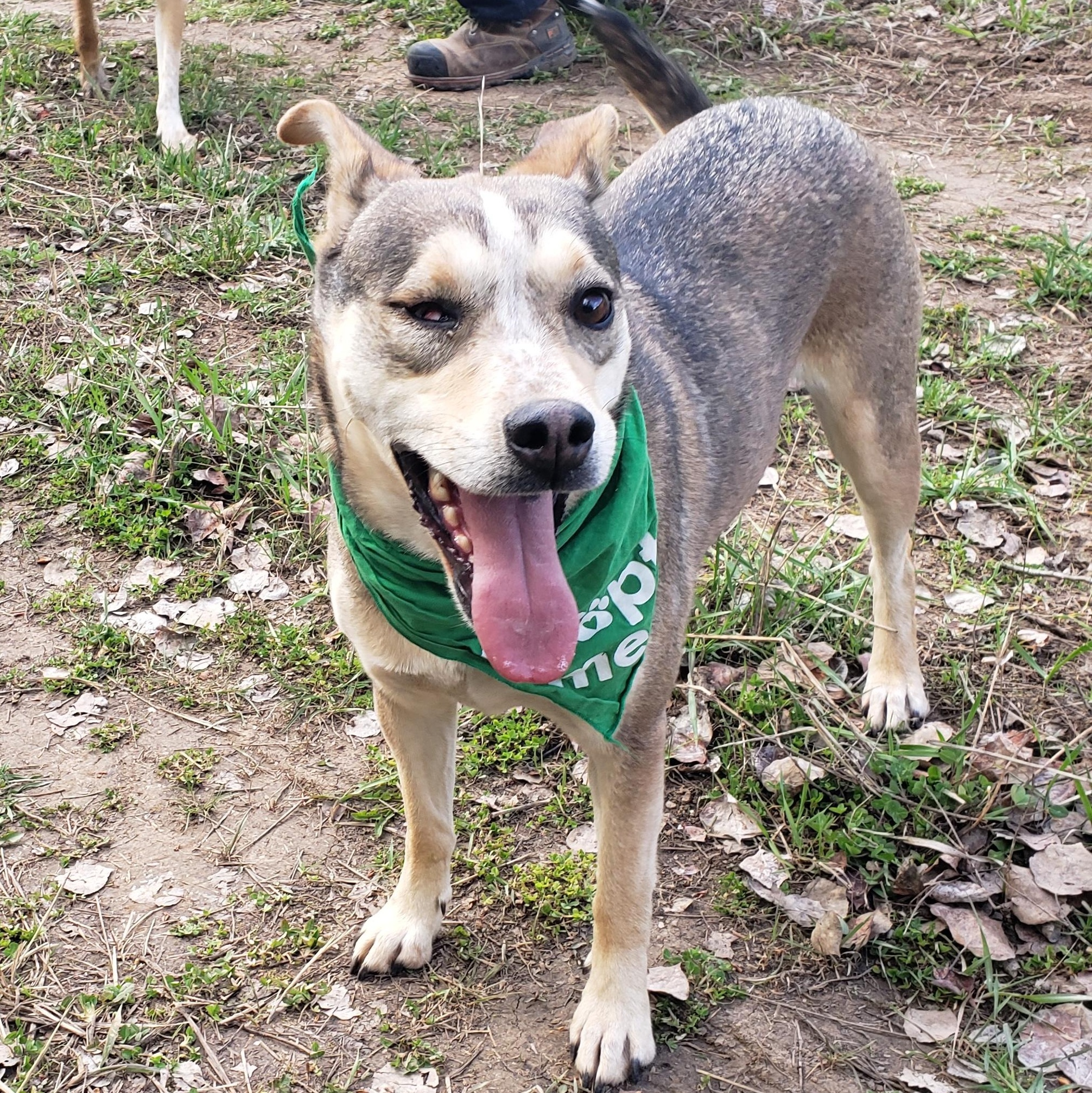 Enlarge Loupita, an adopted mixed breed in Steamboat Springs, CO image 5/6