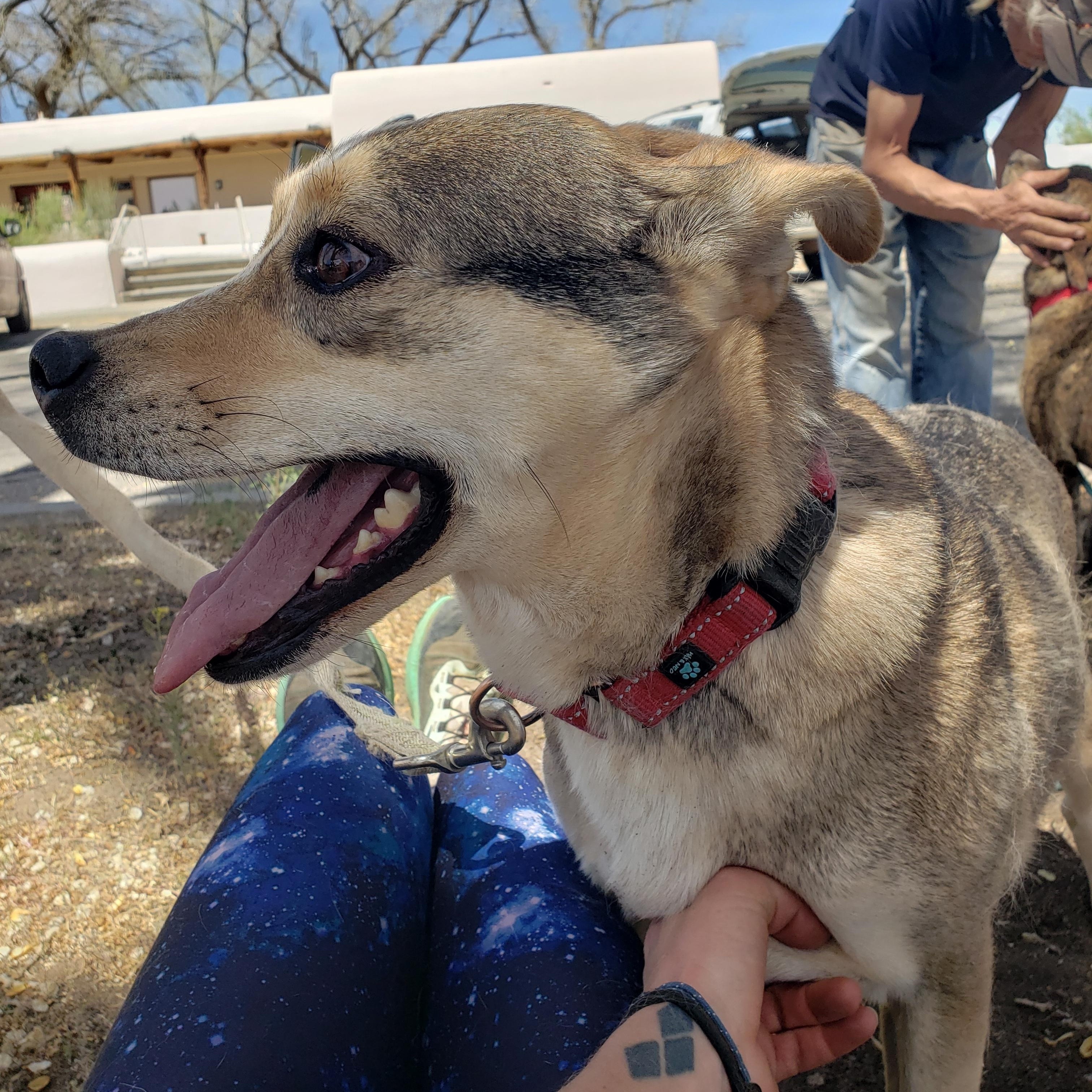 Enlarge Loupita, an adopted mixed breed in Steamboat Springs, CO image 2/6